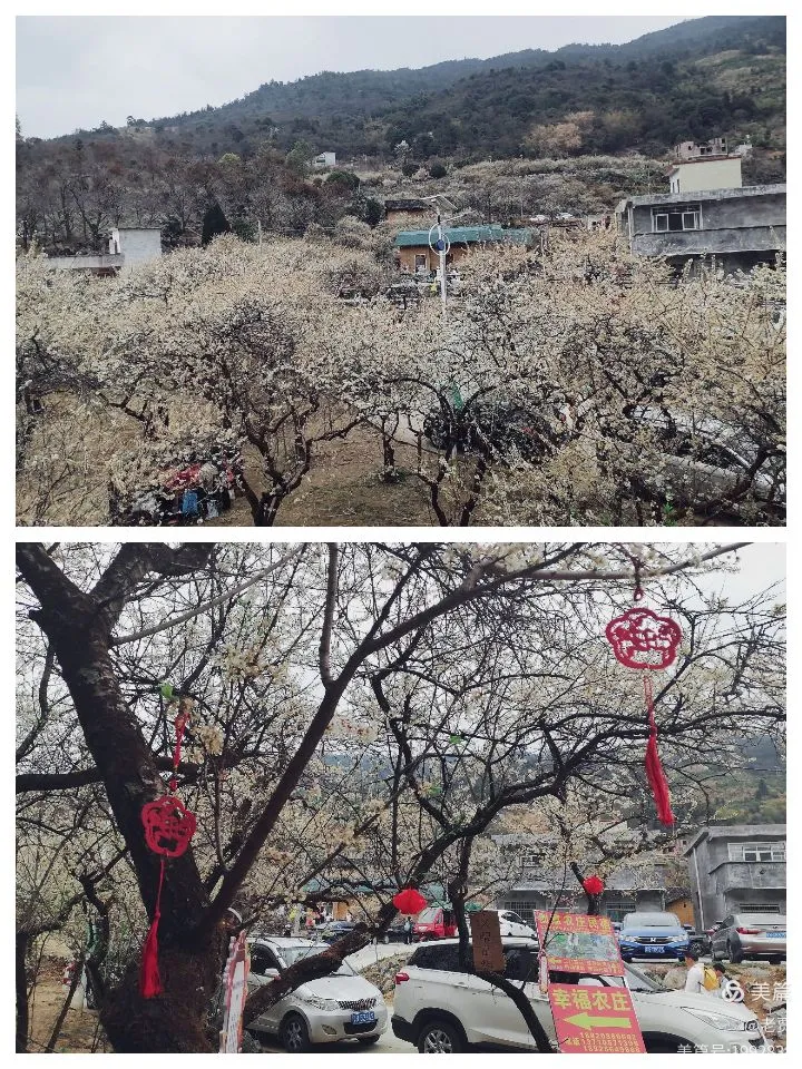 广东阳山杨梅镇水浪花谷李华基地